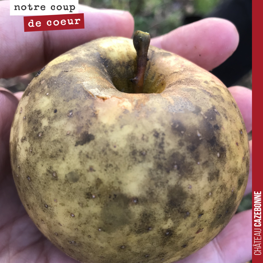 Une pomme exceptionnelle goûtée dans le verger d’Alain Breuille.
Un grand moment que l’on n’avait pas goûté une pomme pareille.
Des dizaines de variétés anciennes sont préservées dans ce lieu hors ...
