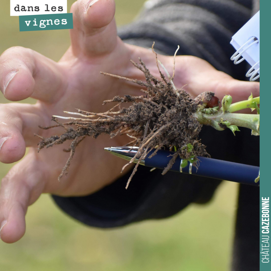 Les fèveroles, on le sait, ont pour caractéristiques de capter l’azote de l’air dans le sol et sont donc très complémentaires à la vigne.
Elles ont aussi des vertus decompactantes pour les sols. On...