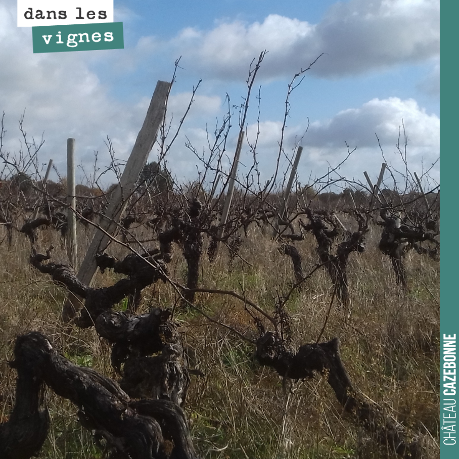 Forêt sauvage.
On a presque fini d’enlever les fils de fer et piquets avant l’arrachage.
La vigne se sent enfin libre, majestueuse.