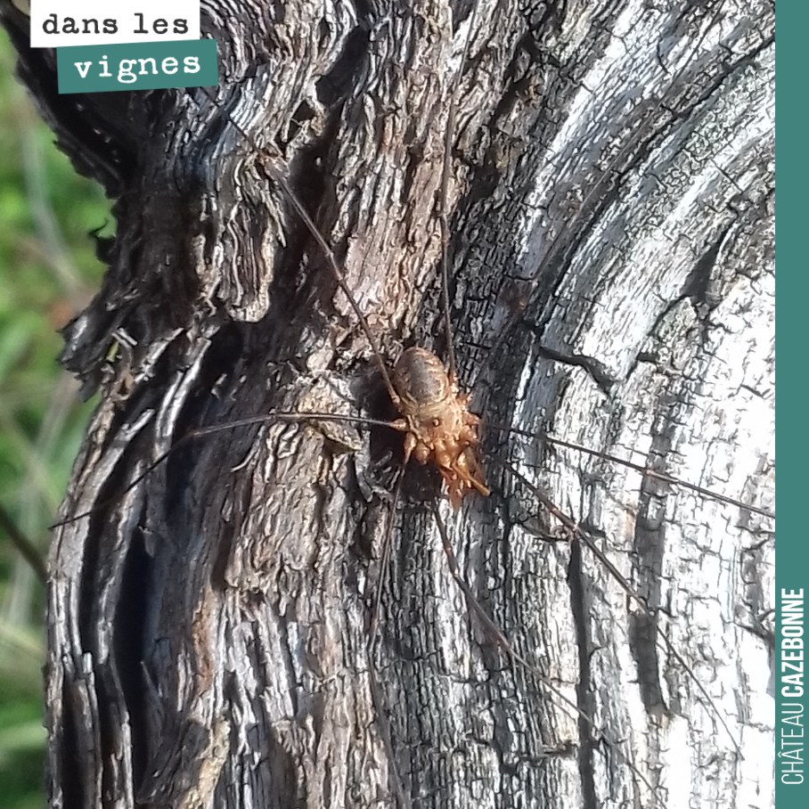 Sur ce cep, cette araignée parade. C’est assurément son territoire.