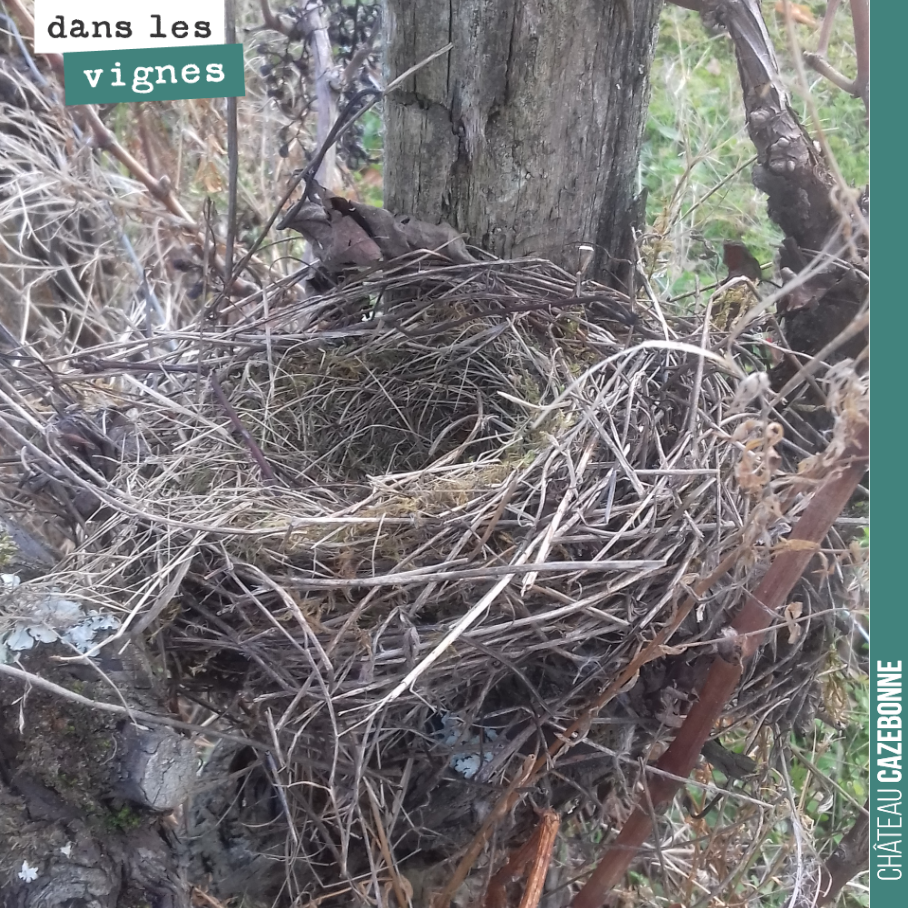 Quand on retrouve un nid d’oiseau dans les vignes...
De quel oiseau peut-il s’agir ?