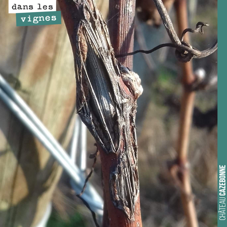 La taille va être compliquée cette année. La grêle est passée par là et a créé ce type de morsure sur les bois de l’année, sur les bois de taille.
Le souci est que la plupart des bois ne peuvent pl...