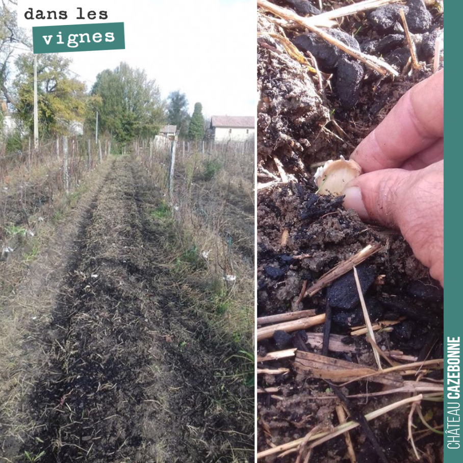 Francis repart sur la deuxième saison du jardin des vignes. Il a planté hier de l’ail dans les rangs de vignes de la parcelle de Médecine.