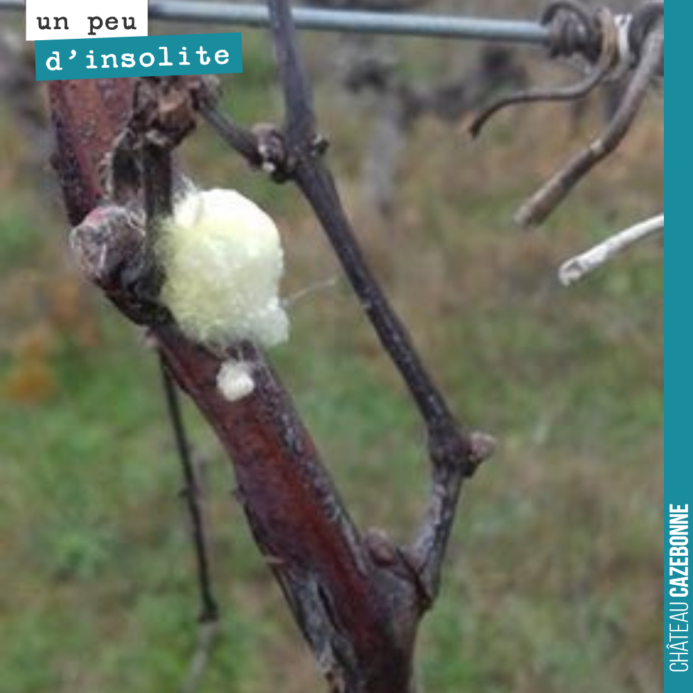 Est ce que quelqu’un sait de quoi il s’agit ? Comme le cocon d’un insecte...
