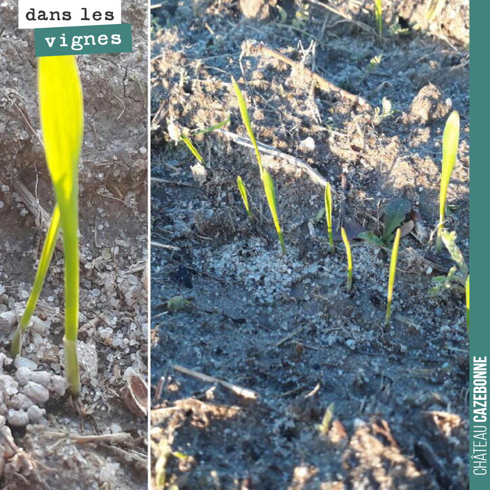 Barbu de La Réole ou Blé rouge de Bordeaux ?
Verdict au printemps pour le savoir. En tout cas, nos semis sur notre parcelle du Maine avant plantation au début de l’été sont un succès.
Les céréales ...
