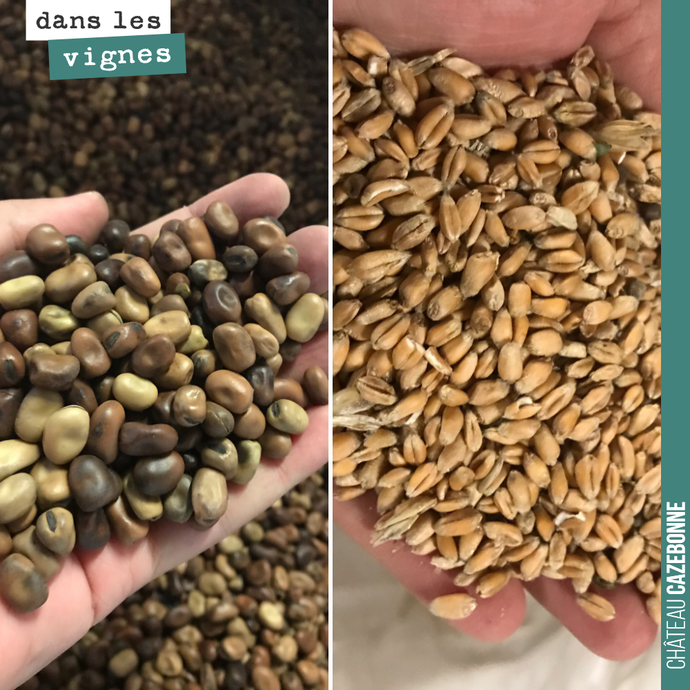 Dès le début de la semaine, on reprend les semis dans les dernières parcelles que nous n’avons pas encore semées et notamment les parcelles de jeunes plantations de nos cépages modestes.