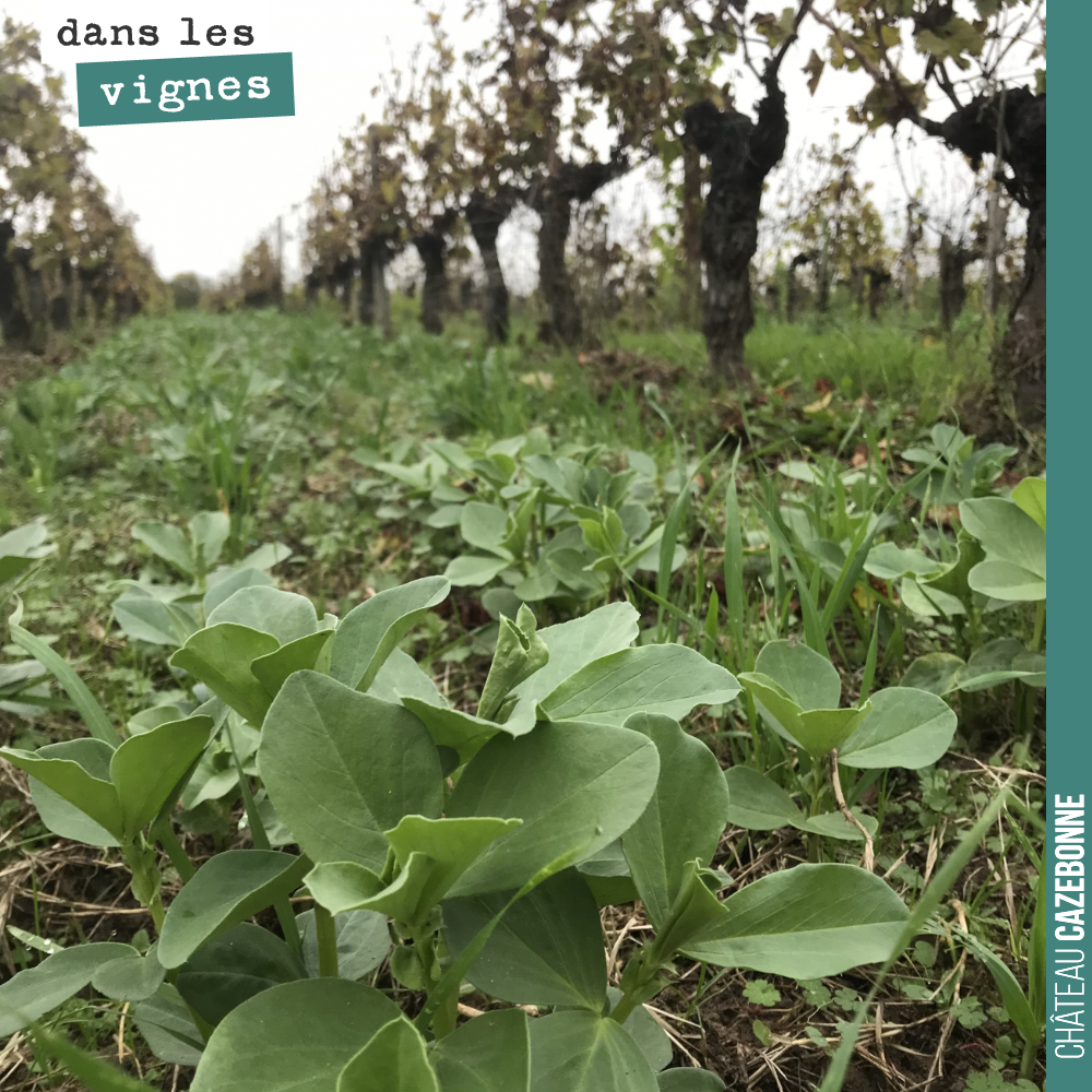 Nos couverts végétaux ont profité des températures clémentes de l’automne pour bien pousser. Cela va apporter l’azote indispensable au printemps, ainsi qu’un paillis qui protégera des températures ...