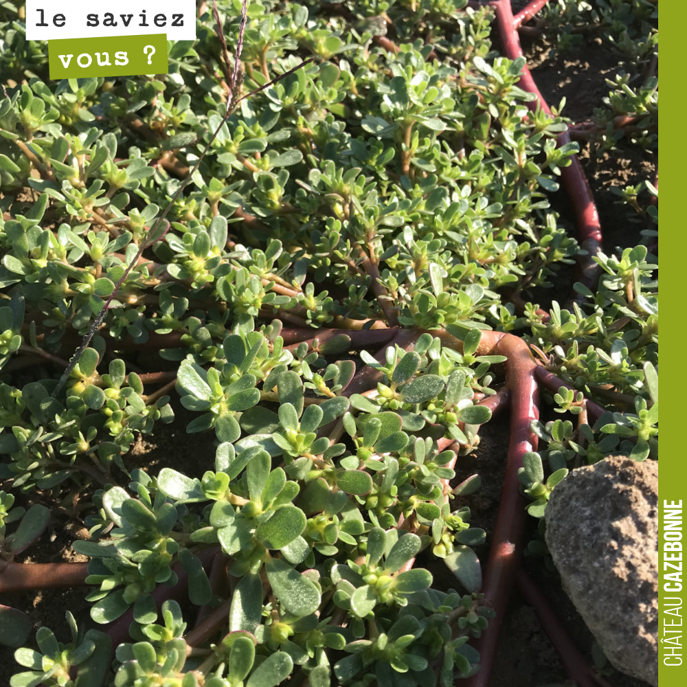 De manière éparse, des plants de pourpiers poussent dans nos vignes. Cette plante se développe sur des sols pauvres et nos sols de Graves sont par définition des sols pauvres. C’est pour cela que n...
