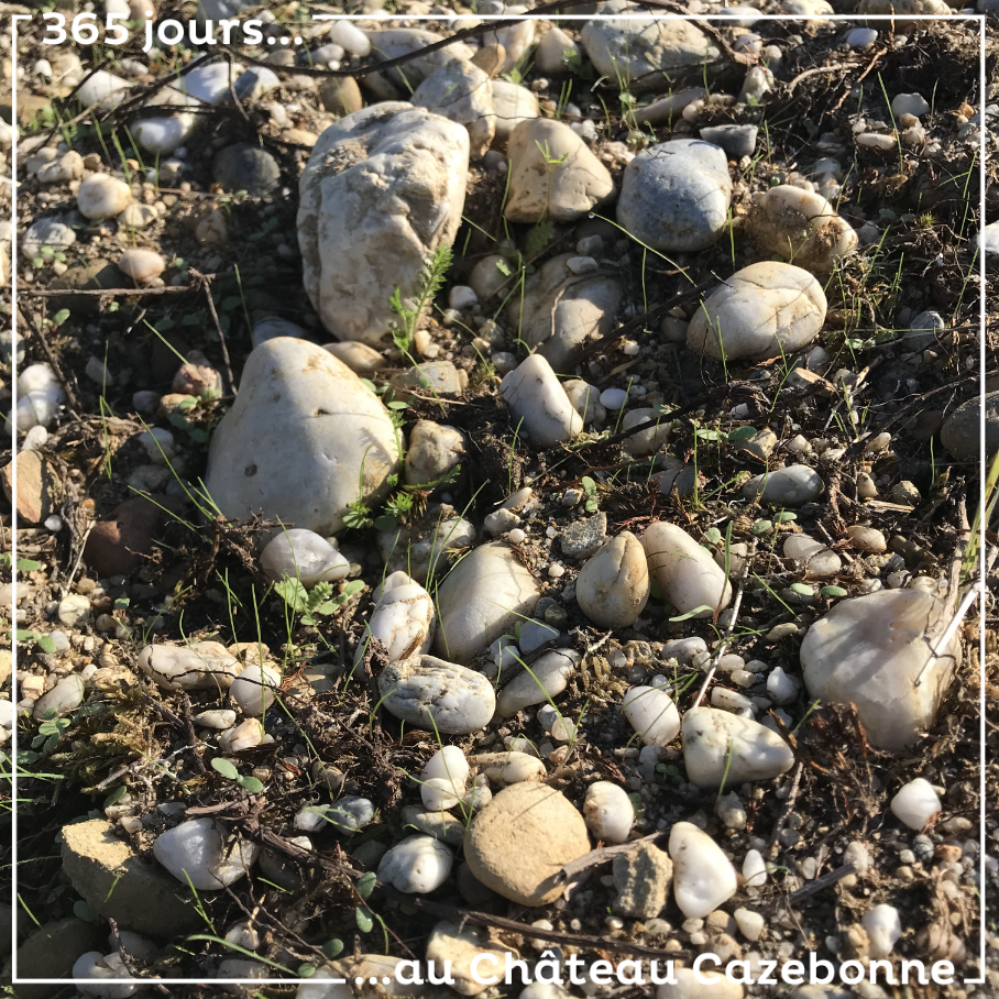 Nous sommes en train de planter une grande haie en bordure de notre parcelle de Cazebonne et en travaillant le sol, nous remontons ces belles Graves. Nous n’avons pas fini de sortir tout le potenti...