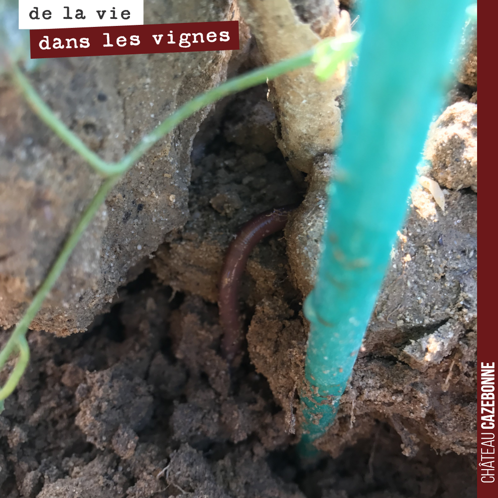 Quand en arrachant une mauvaise herbe, on découvre un vers de terre, juste à la surface, on se dit que l’on est sur le bon chemin pour avoir des sols vivants et produire de grands vins.