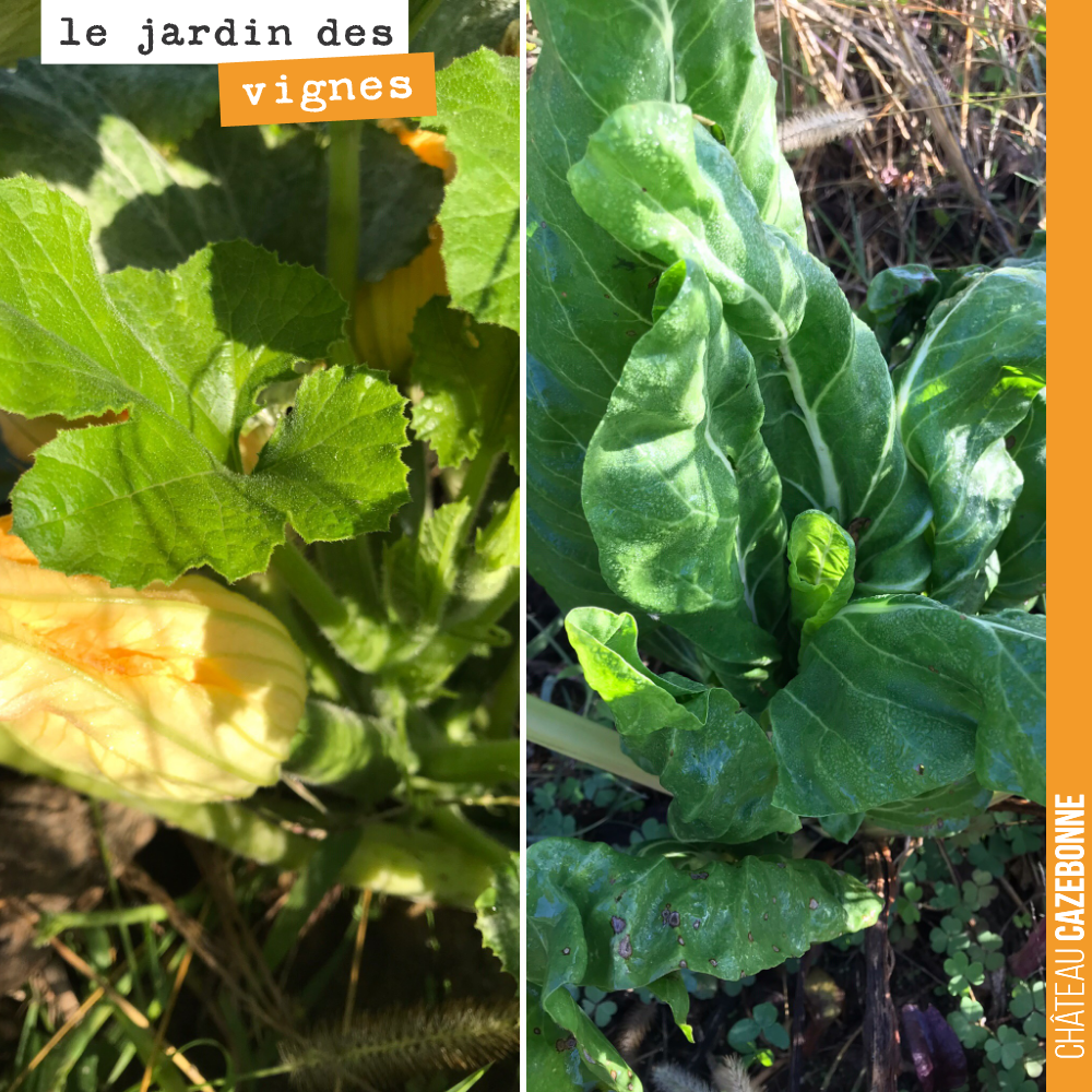 Les légumes du jardin des vignes profitent des derniers rayons de soleil pour pousser. Exceptionnel en cette saison... inquiétant quand même ce climat.