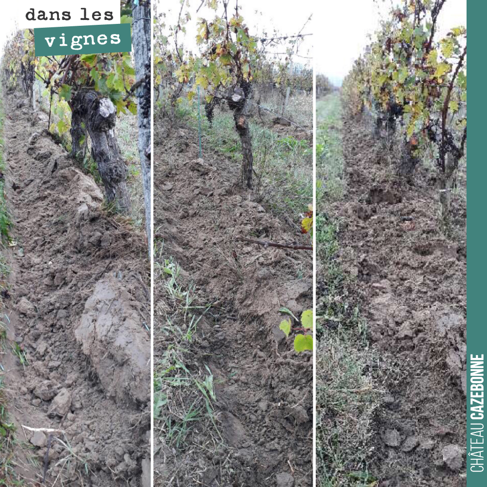 On a commencé à chausser la vigne pour l’hiver.
On protège ainsi le cep et au printemps en déchaussant il sera ainsi plus aisé d’enlever toutes les herbes qui auront poussé.