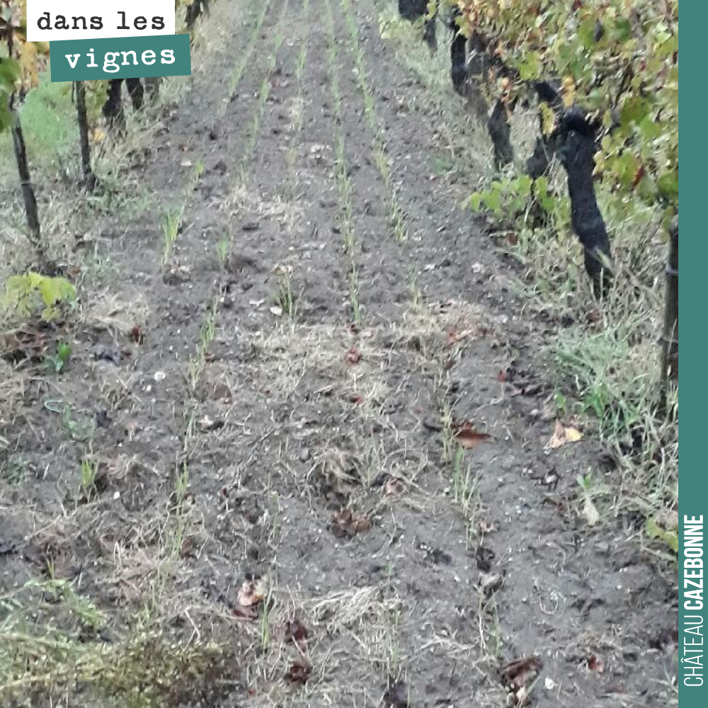 Nous avons semé nos couverts végétaux la semaine dernière et en moins de 5 jours, cela lève. De très bonne augure.
Si on ajoute la pluie du week-end et les températures plus que clémentes, cela pro...