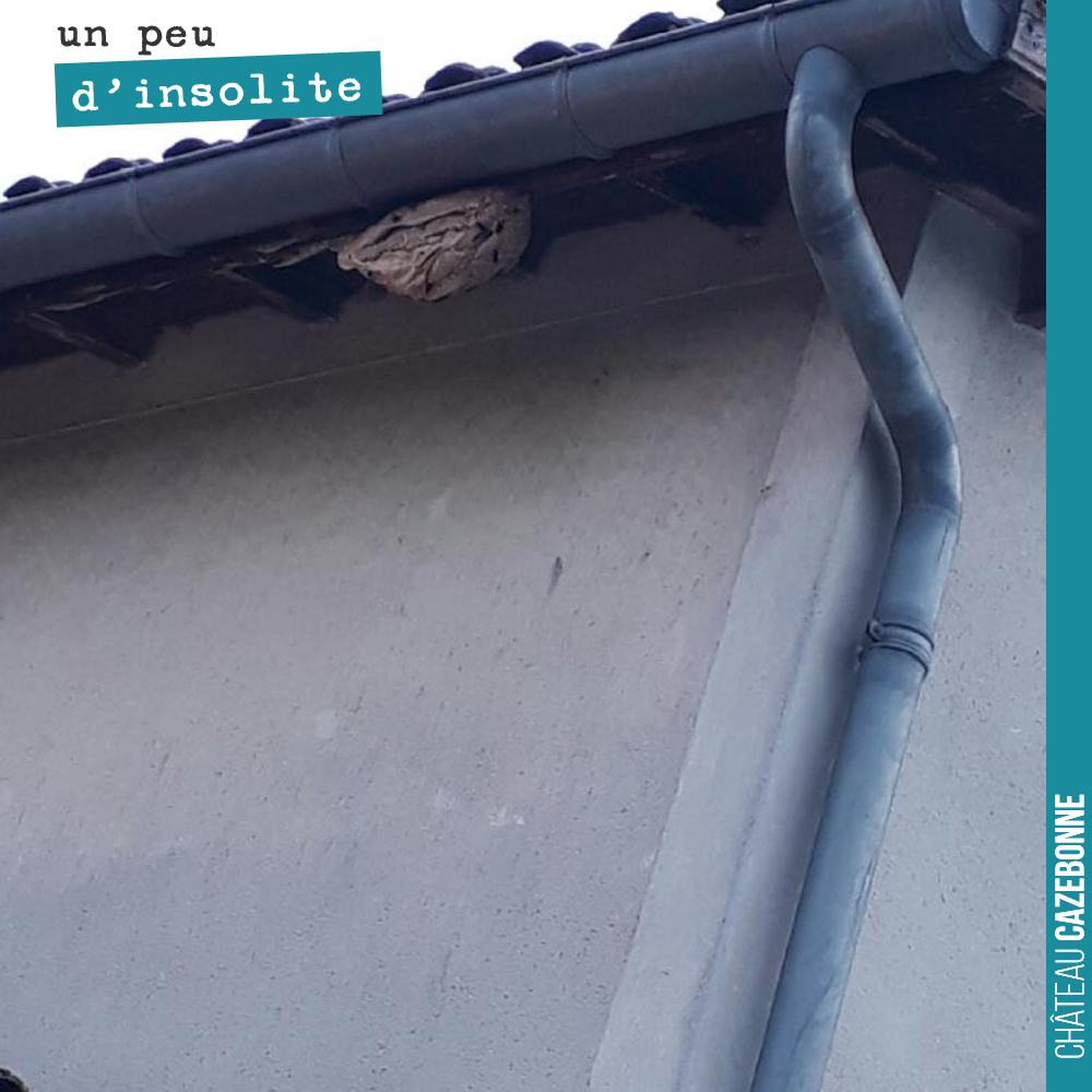 Nouveau nid de frelons asiatiques sous la gouttière du chai.
L’apiculteur va s’en occuper lundi.
On n’en a jamais vu autant que cette année.
