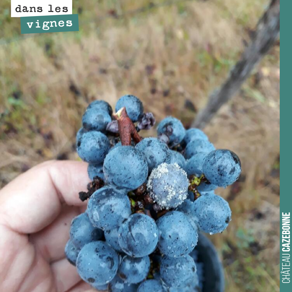 Pas de vendange à Cazebonne cette année, mais David a encore un peu de vendange à Mounissens, quelques cabernet-sauvignon qui ont survécu aux attaques répétées du mildiou.
David et Agnès attendent ...