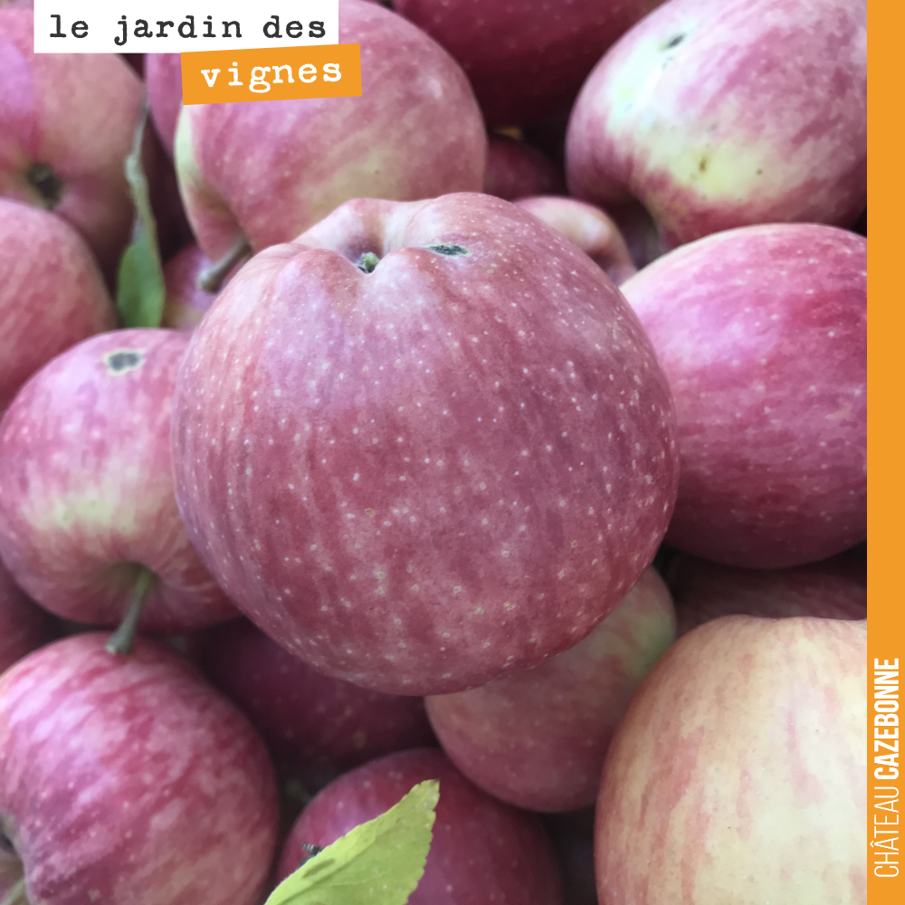 On ramasse les pommes dans le jardin.
Des pommes Bio, bien sûr.