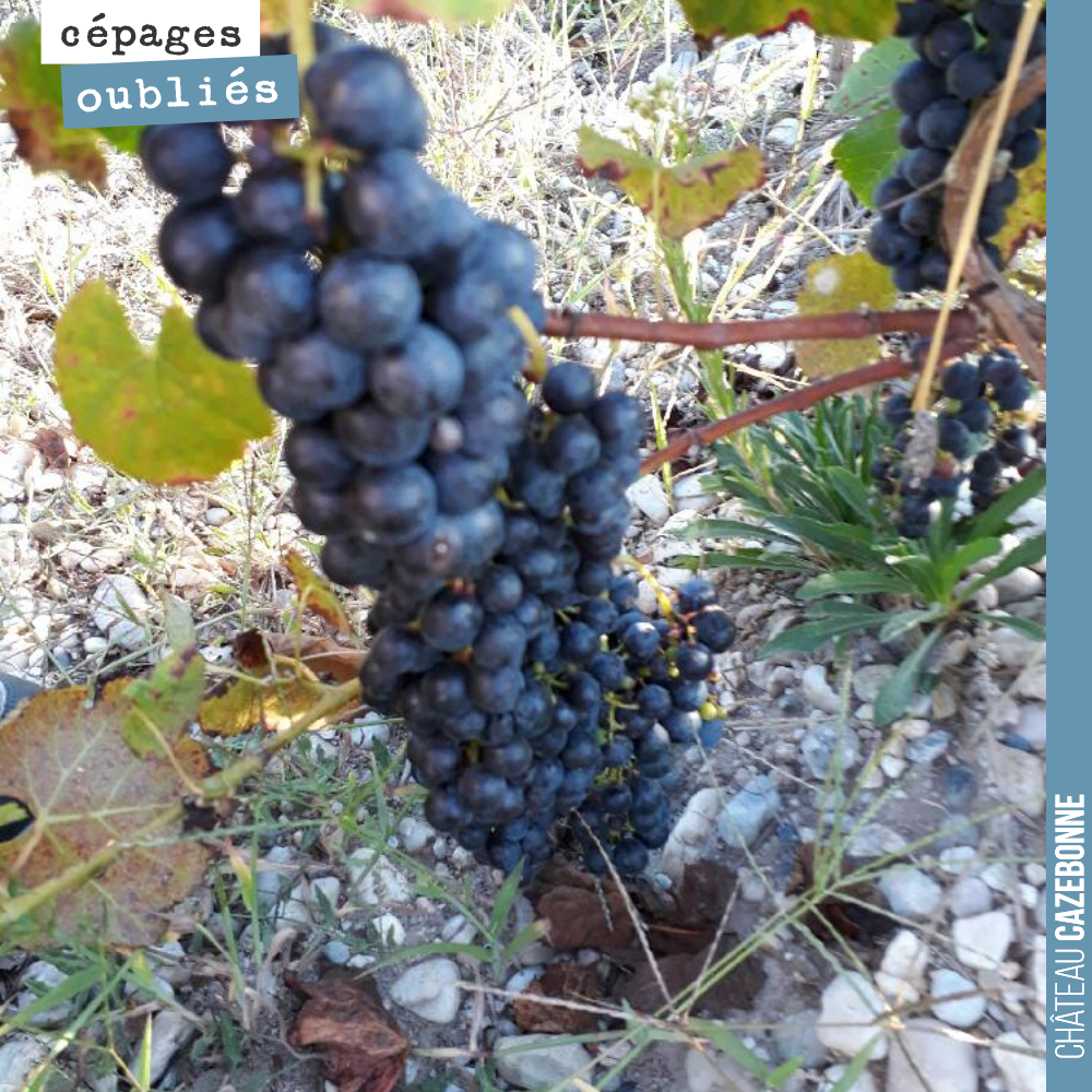 Des grappes de Mancin photographiées dans les vignes de Liber Pater.
On a goûté, cela promet de très belles choses.
Le Mancin est un très grand cépage, pourtant oublié.