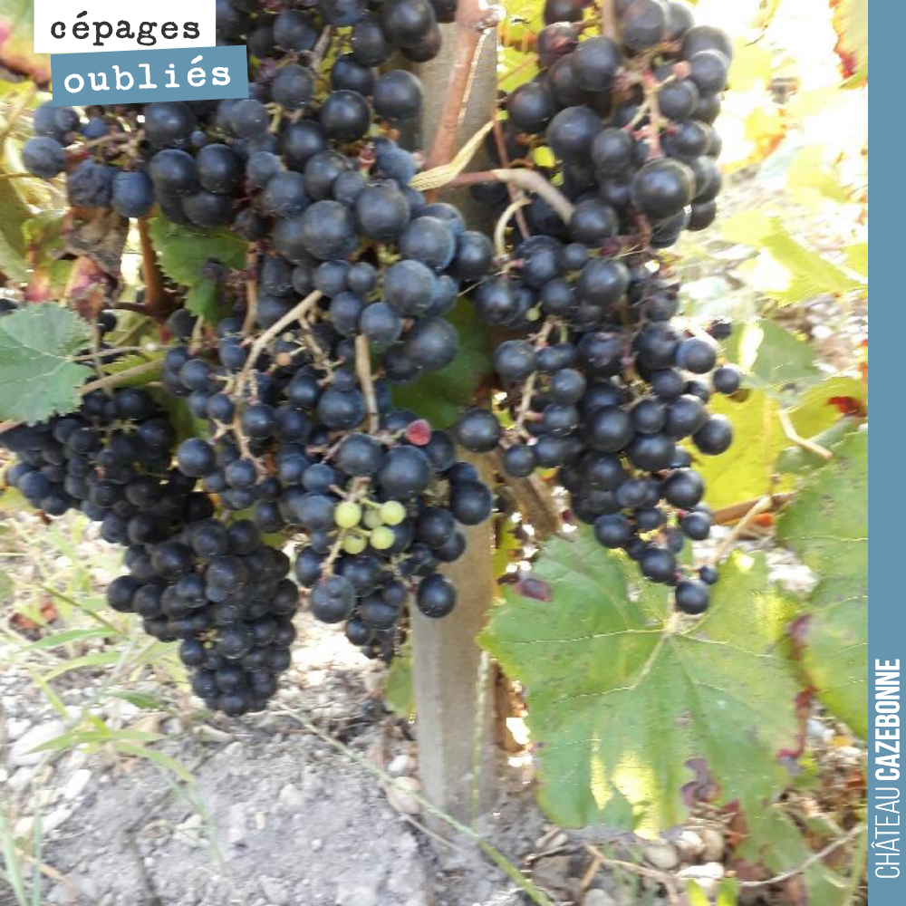 De belles grappes de Saint-Macaire dans les vignes de Loic Pasquet.
Ces cépages oubliés de Bordeaux révèlent de jolis trésors.
Hâte de goûter les notres.