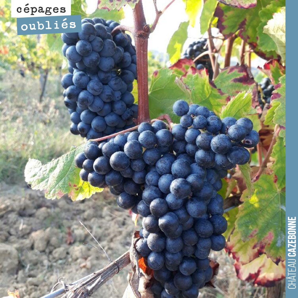 On a tellement hâte de goûter nos propres cépages oubliés que l’on s’empresse d’aller les goûter chez les copains qui en ont déjà planté.
Ici une magnifique grappe de Castets au Château Tire-Pé.
On...