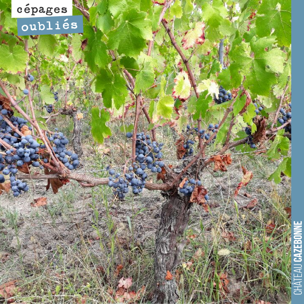 Photo des Carménère avant vendange chez Henri Duporge.
On comprend ici pourquoi ce cépage a été abandonné. La charge est faible, les grappes sont petites, il faut par ailleurs la tailler long car l...