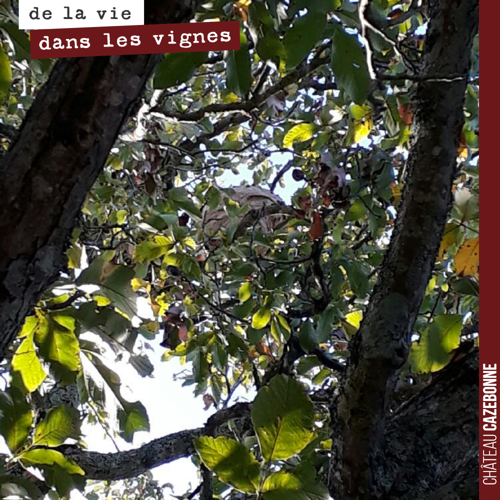 Nid de frelons asiatiques dans le noyer.
Il va falloir s’en occuper !