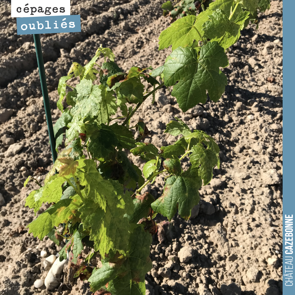 On ne résiste pas au plaisir de vous montrer notre joli Carménère plantée sur notre parcelle de Couet.