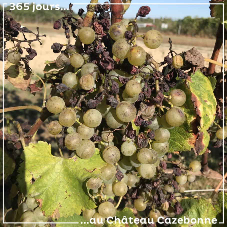 On a beau goûter et regoûter les grappes qui nous restent, le goût n’est pas là. On renonce à l’espoir de faire une petite cuvée de vin blanc.
On va laisser les grappes partir en pourriture noble, ...