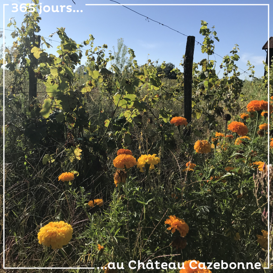 Francis a semé des œillets au jardin des vignes. Ils sont en plein forme.
La vigne, moins...
Cette vigne surgreffée cette année a eu du mal à se remettre de la grêle du mois de juillet.