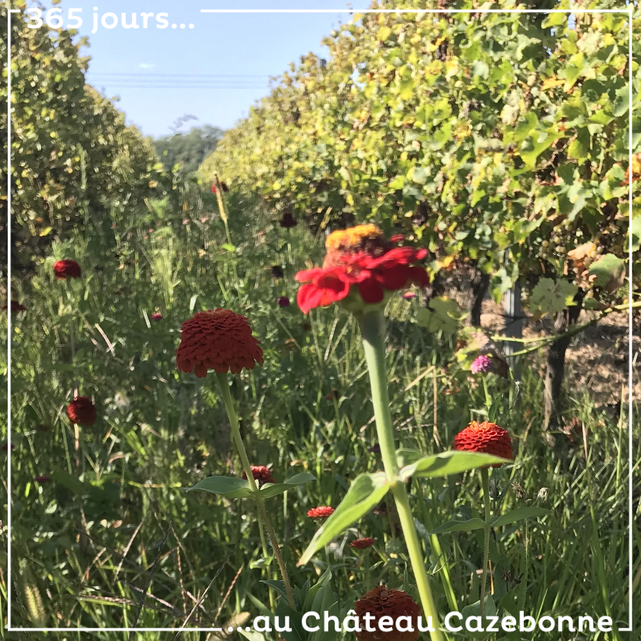 De jolis semis mellifères à même nos vignes.
Les abeilles sont nos amies !