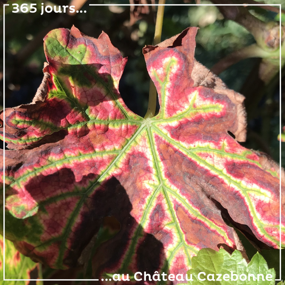Cela peut sembler être une joli feuille d’automne. Il n’en est rien. Cela signifie que le pied est touché par l’esca, cette maladie qui condamne presque irrémédiablement le pied.