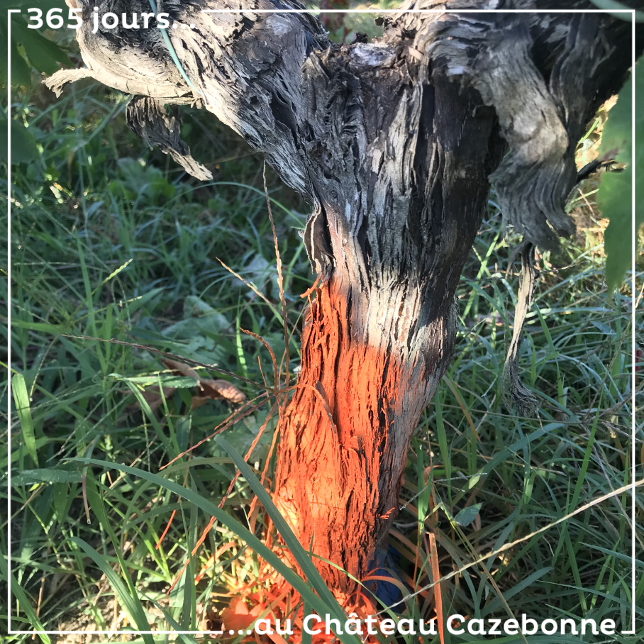 Savez vous ce que cela signifie quand on a la surprise de retrouver un pied de vigne tagué dans ses vignes ?