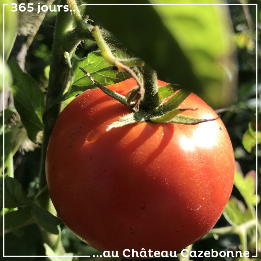 Une jolie tomate photographiée à même nos vignes, dans le Jardin des vignes.
Une tomate bio !