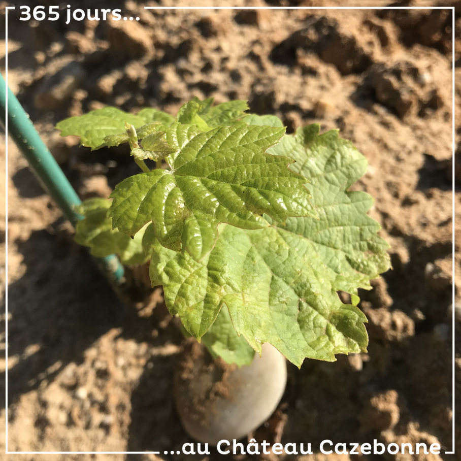 Un très joli plant de Bouchalès.
Nous avons choisi de le planter sur cette parcelle, parce qu’il était plus souvent planté Rive Droite et que ce cépage aime l’argile et a besoin de fraîcheur.
Nous...