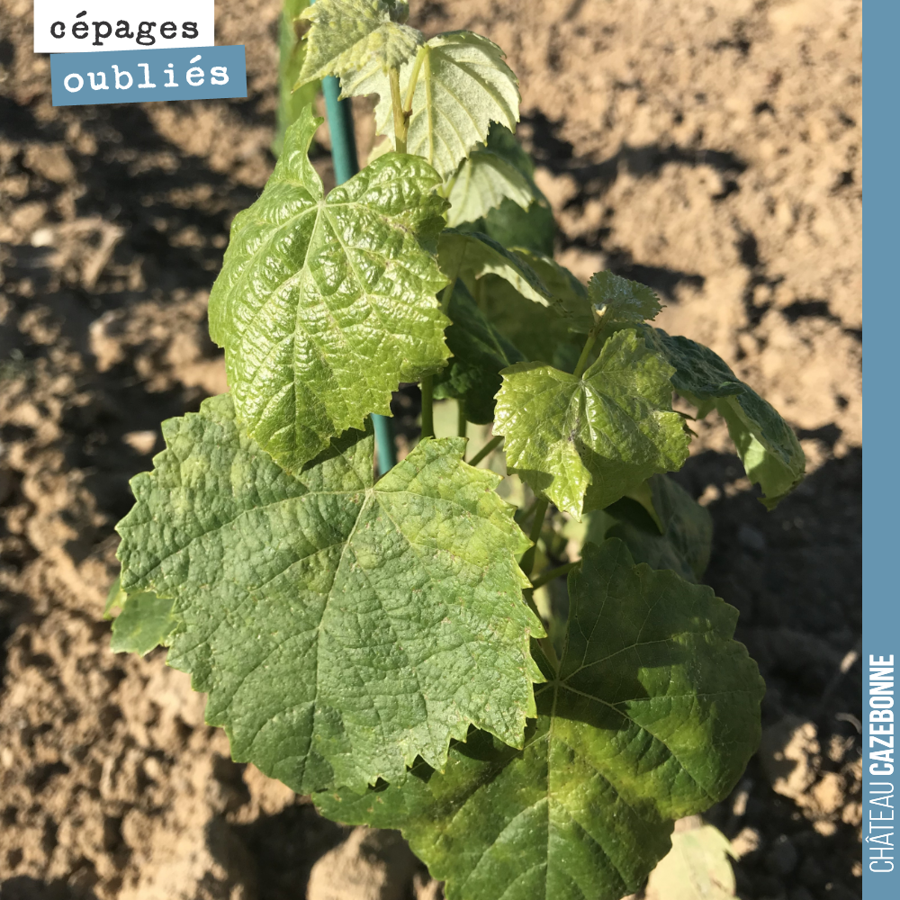 Nous continuons notre présentation des cépages oubliés de Bordeaux que nous avons planté sur le domaine.
Ici un plant de Petit Verdot sur notre parcelle de Darche.
Il s’y plait à merveille.