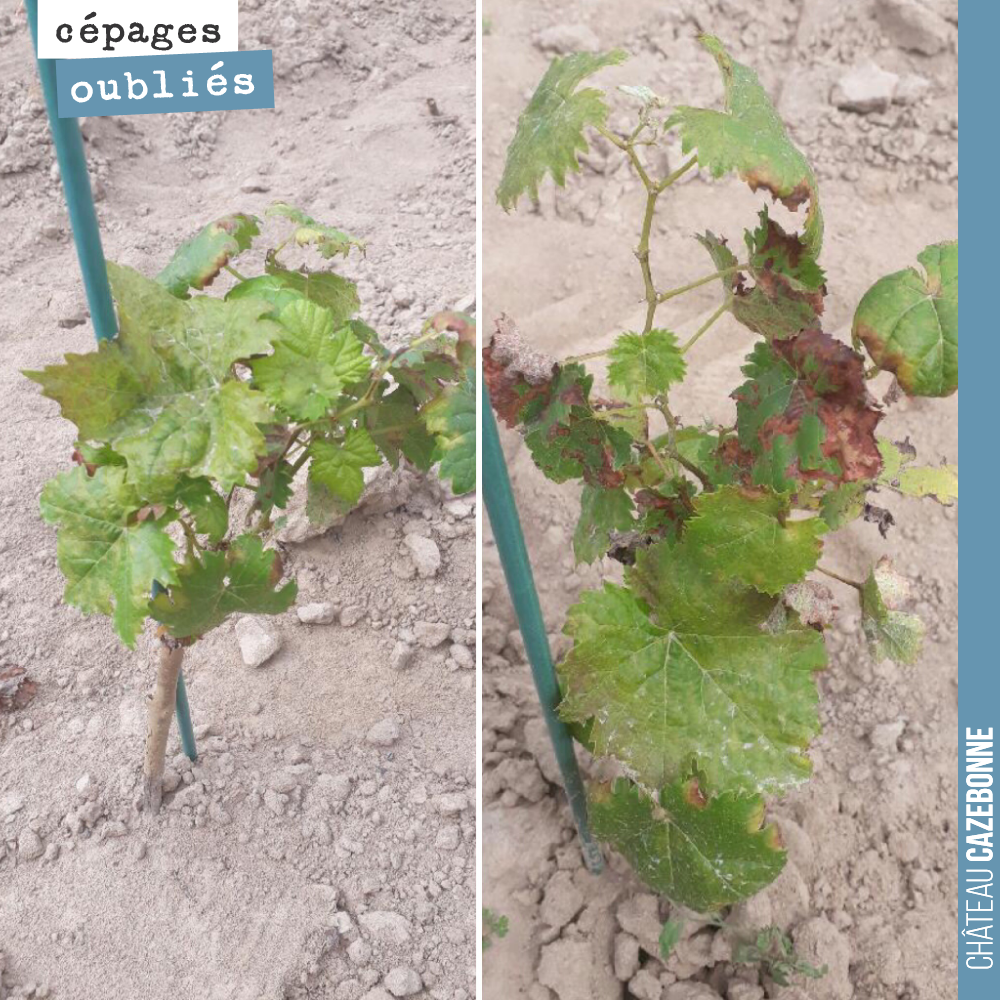 Nous continuons notre présentation des cépages oubliés de Bordeaux.
Ici deux plants de Saint-Macaire sur notre parcelle de médecine.
Autrefois, dans la région, ce cépage était appelé la moustouzère...