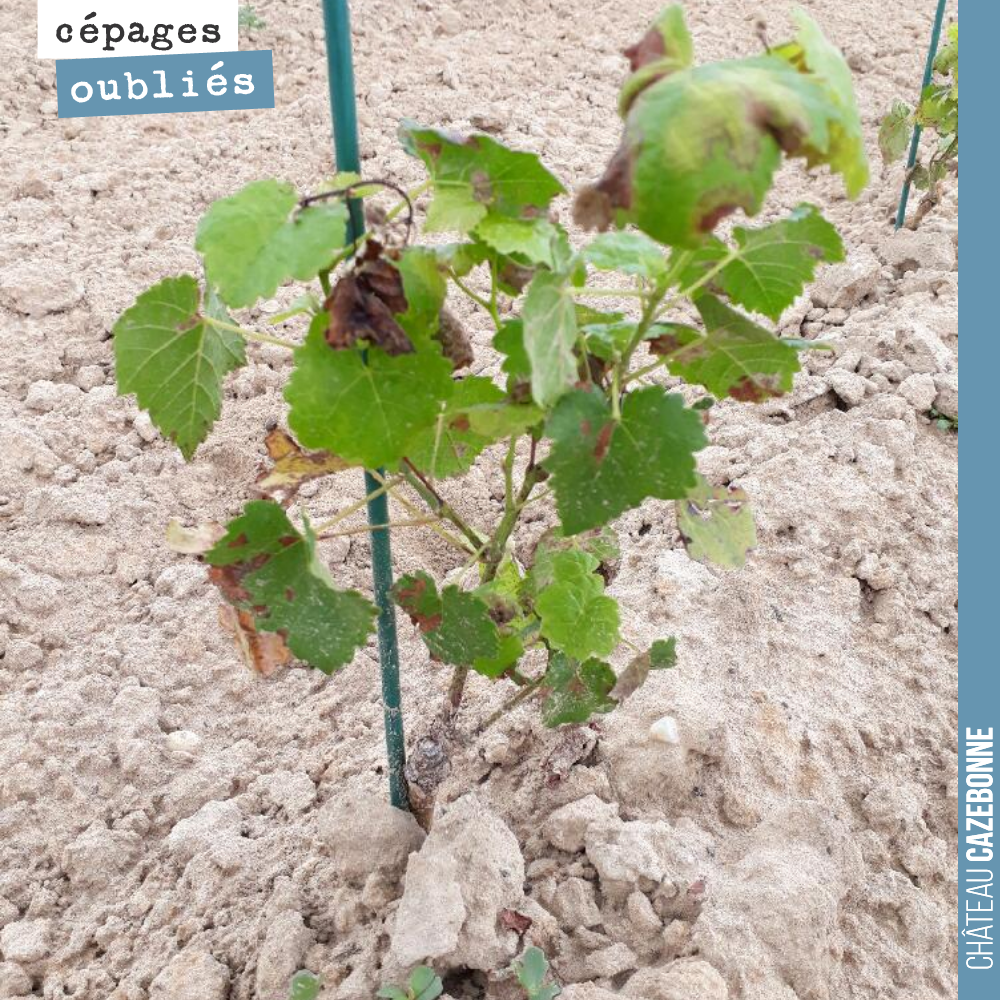 Ce pied de Mancin n’a pas été épargné par le mildiou particulièrement virulent cette année.
Nous avons planté cette année une dizaine de cépages historiques de Bordeaux et nous continuerons l’année...