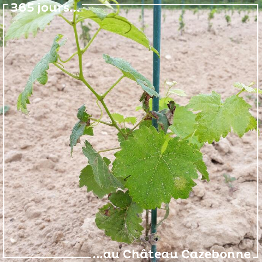 On continue notre présentation des cépages anciens avec un plant de Blanc Auba sur notre parcelle de Couet.