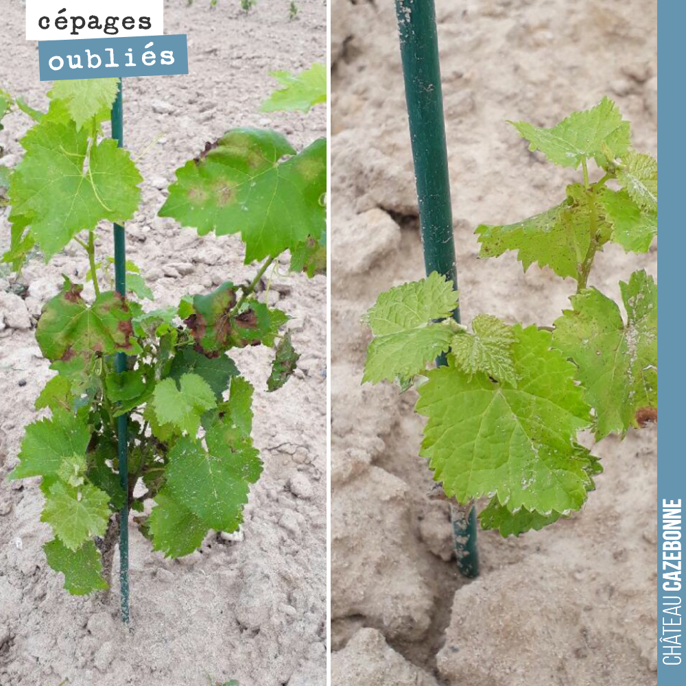 Nous continuons le tour d’horizon des cépages anciens plantés sur le domaine.
Ici des plants de sauvignonasse ou de Sauvignon vert (plantés en pot) sur notre parcelle de Couet.
Certains plants ont ...