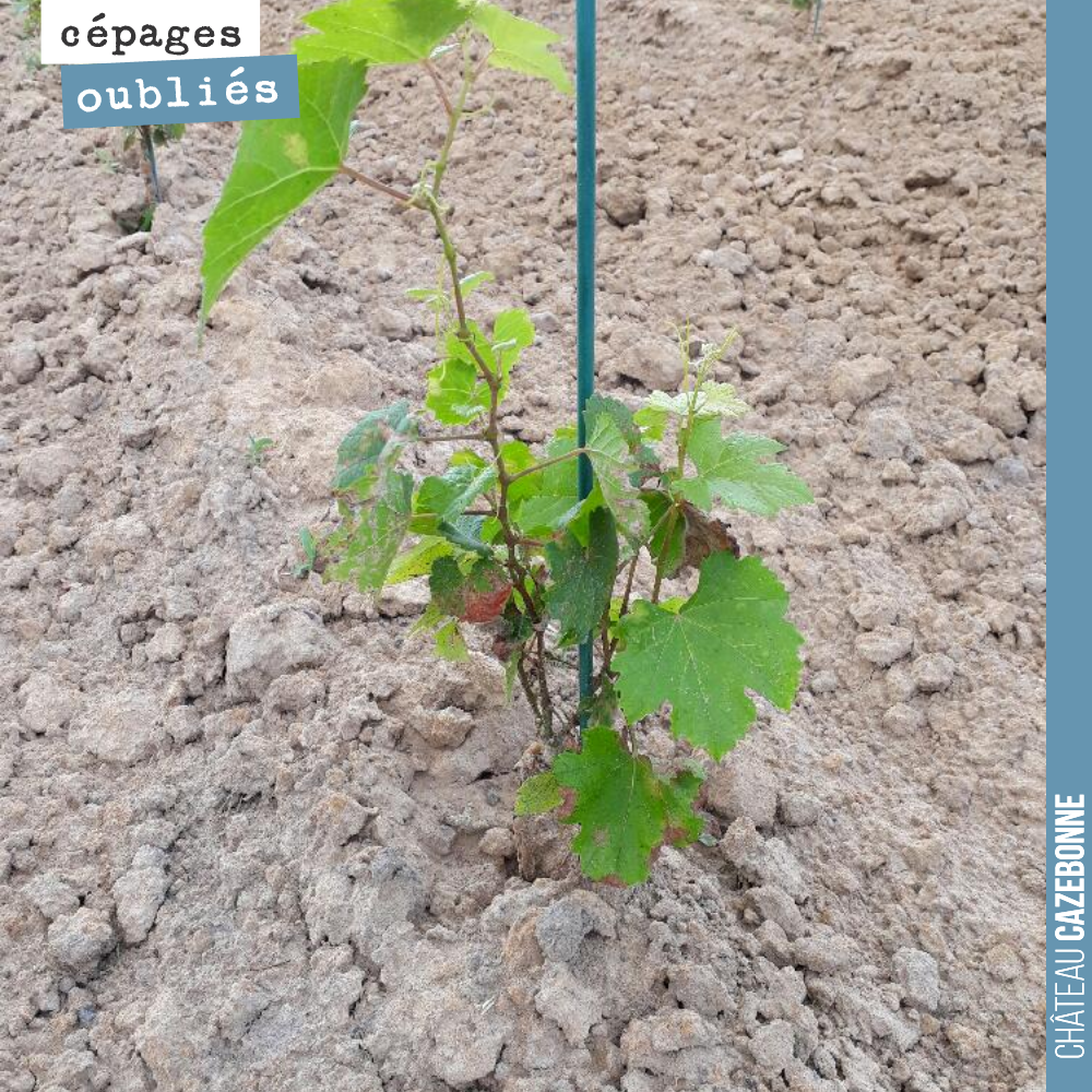 Petit tour d’horizon des cépages que nous avons planté.
Ici une plante de jurançon noir, planté en pot sur notre parcelle de Médecine.
Nous constatons une grande hétérogénéité sur les plants en pot...