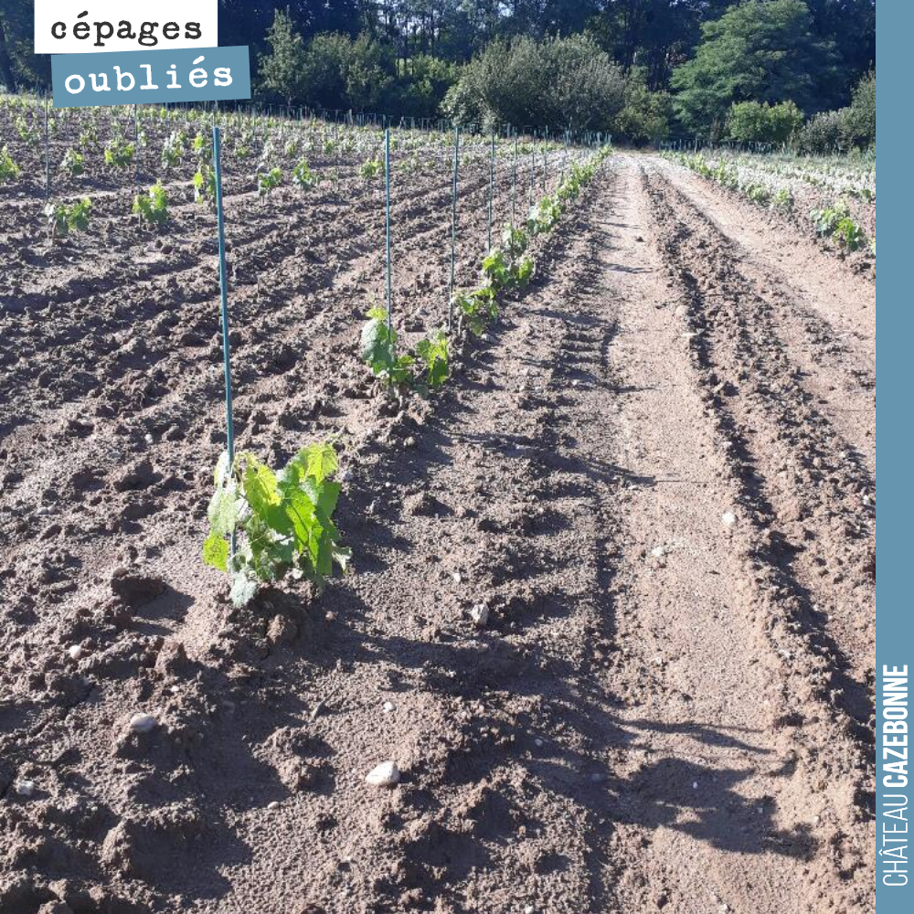 Les petits verdots se portent à merveille sur notre parcelle de Darche. Ils profitent à merveille de ces conditions de chaleur et humidité. Nous avons passé un petit cuivre pour éviter que le mildi...