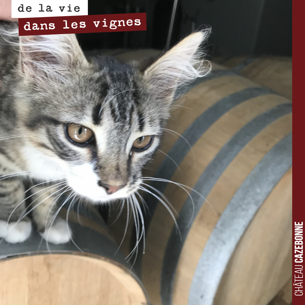 Mais qu’est ce que vous faites là, dans mon chai ?