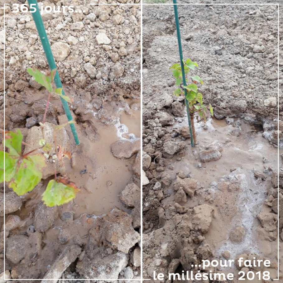 On arrose les jeunes plants. Par cette canicule (36 degrés), la plante à besoin d’eau. Cela nous demande 2 jours de travail à 3 pour arroser les 10 000 plants. Il faut certainement arroser de nouve...