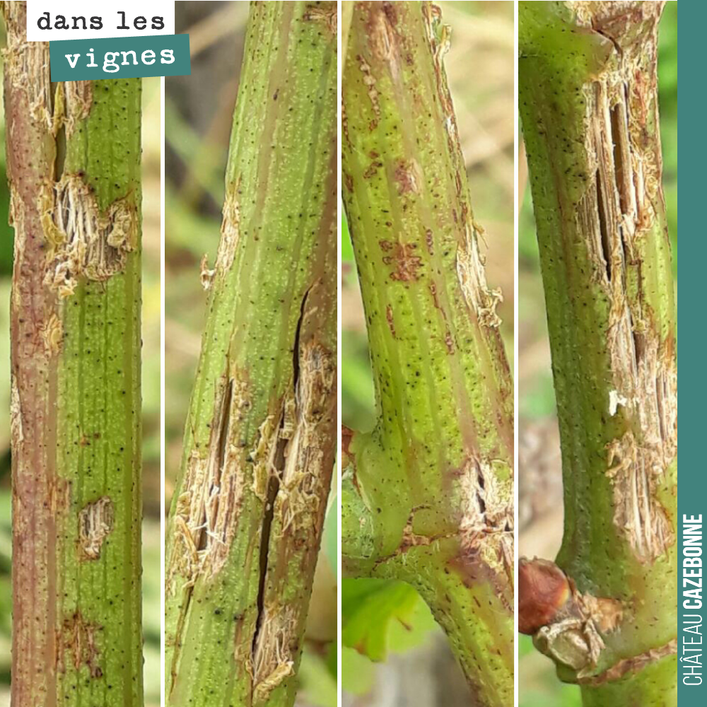 L’orage de grêle a été très violent. En témoignent les blessures sur les bois. On passe un cuivre en urgence pour aider au maximum à la cicatrisation et éviter le développement de maladies.