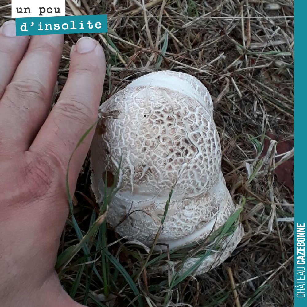 On a pris cette photo, hier soir, 2 heures après l’orage. Ce champignon est sorti comme cela, d’un coup.
Par cette ambiance tropicale, c’est le symbole de ce qu’en l´on craint maintenant : une exp...