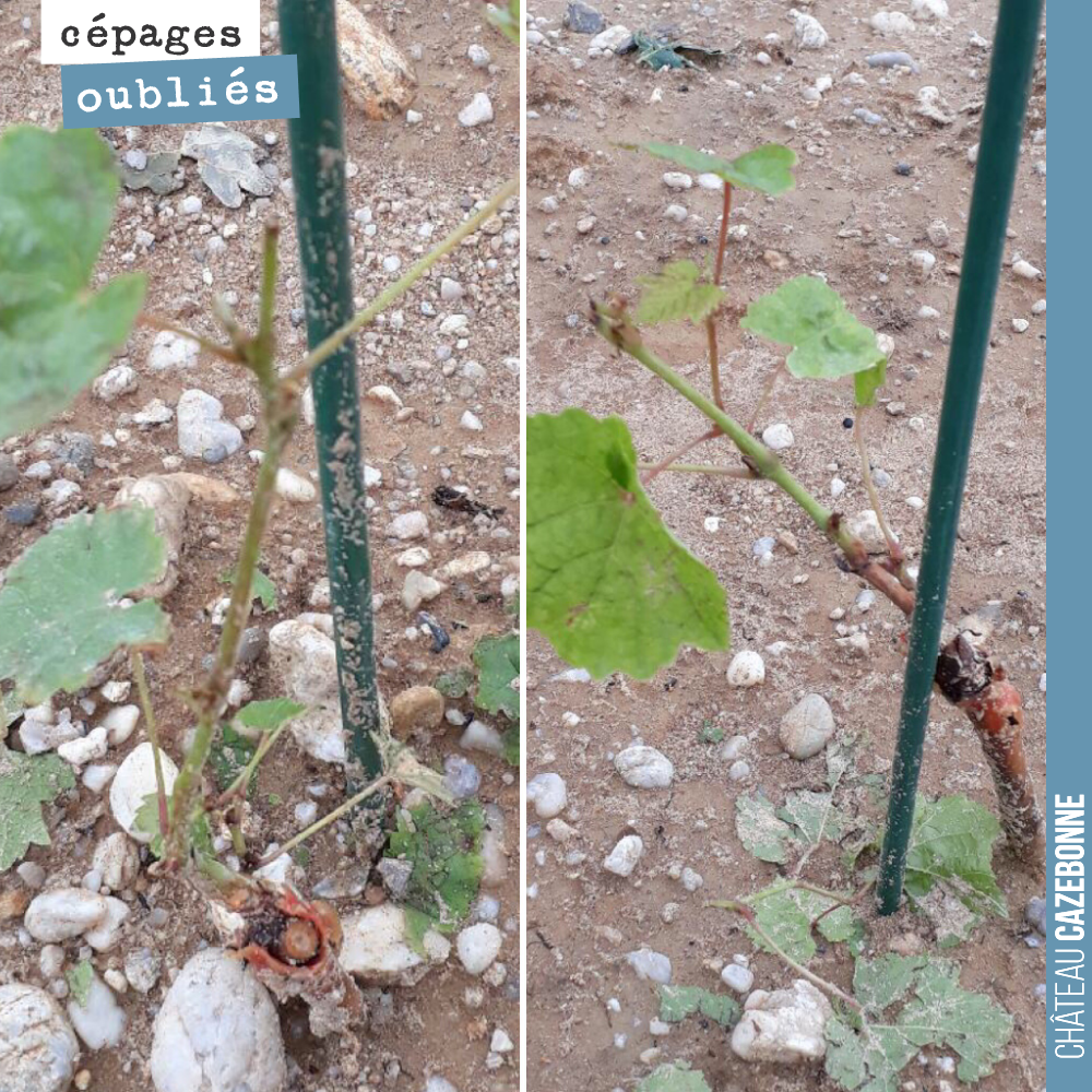 Les jeunes plantes ont souffert de la grêle. Ces pieds n’ont pas de réserves, il va falloir qu’ils survivent aux stress qu’ils ont reçus : plantation en pleine chaleur, grêle derrière, attaques de ...