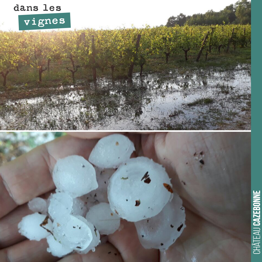 Plus de 90% de perte sur notre plateau de Cazebonne. On est très inquiet sur nos plantations de cépages anciens également sur le même plateau.