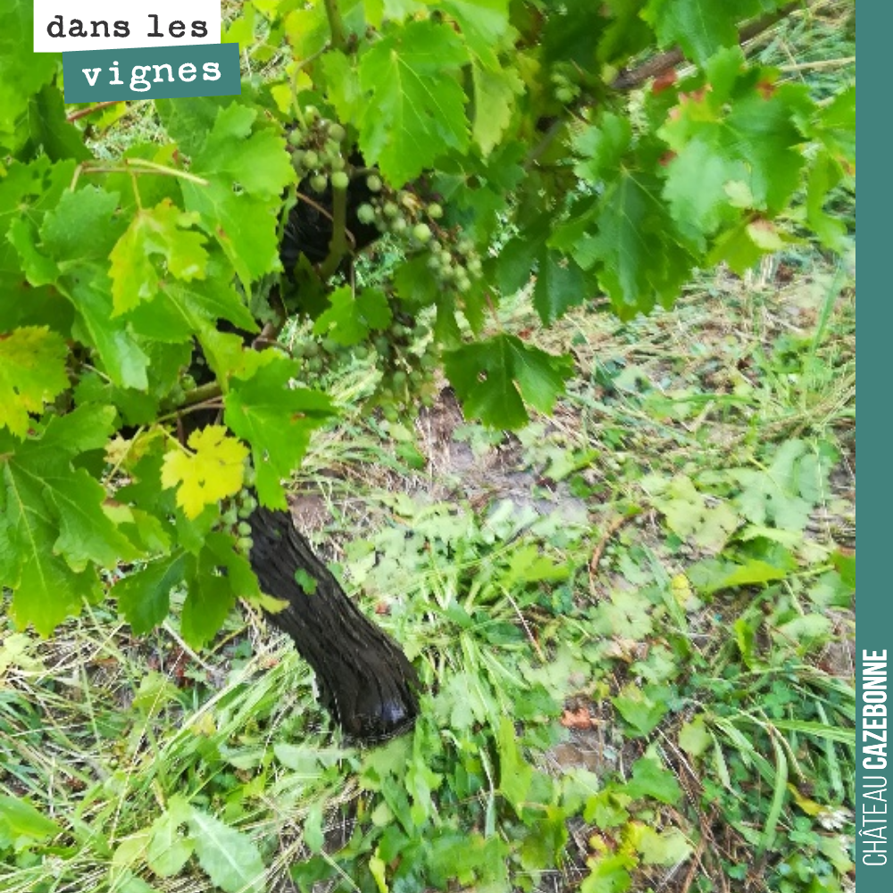 Grêle à 18h sur le domaine.
60% de perte sur le plateau de peyron.
On fera le tour demain.
Dur, dur !