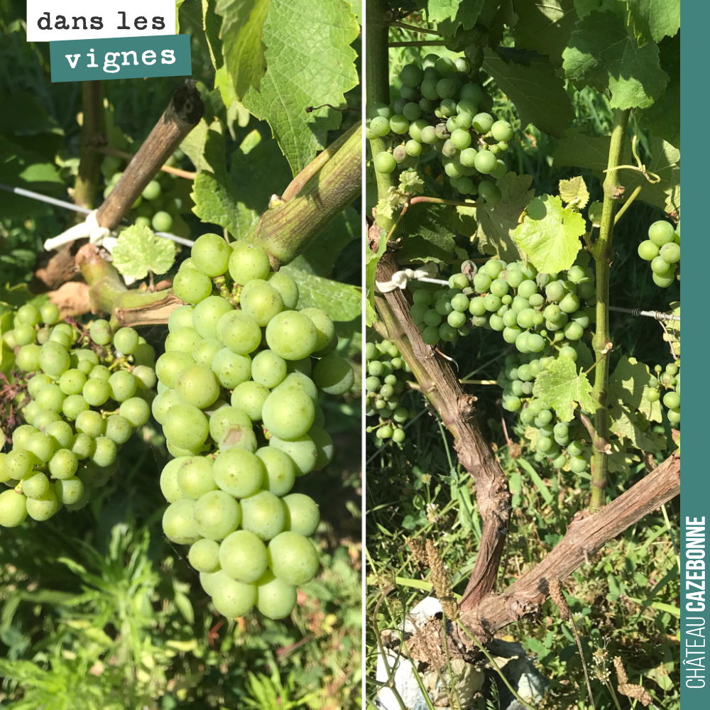 Nos belles grappes de sauvignon gris surgreffé l’année dernière, était belles, avant la grêle. Comme quoi, le surgreffage permet d'obtenir une très belle récolte, dès la deuxième année.