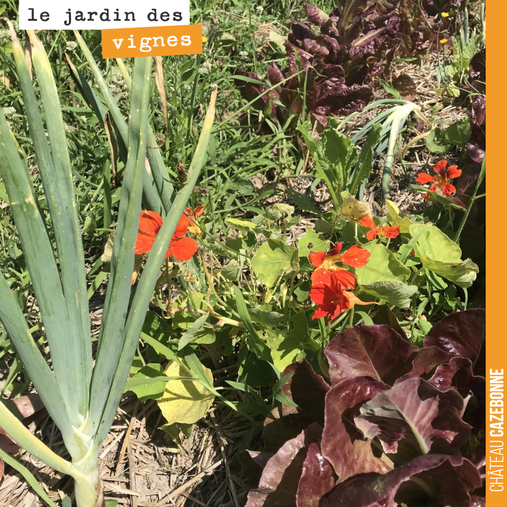 Les légumes de Francis se plaisent à merveille dans nos vignes.
Que du bonheur !