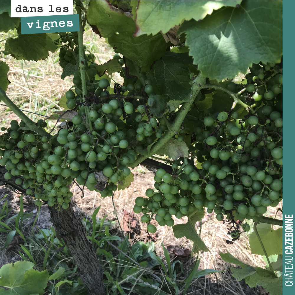 Les grappes de sémillon sont belles, juste un peu de perte due à la coulure.
Ce cépage a été épargné par le mildiou à la différence du merlot où on observe jusqu’à 50% de perte sur certaines parce...